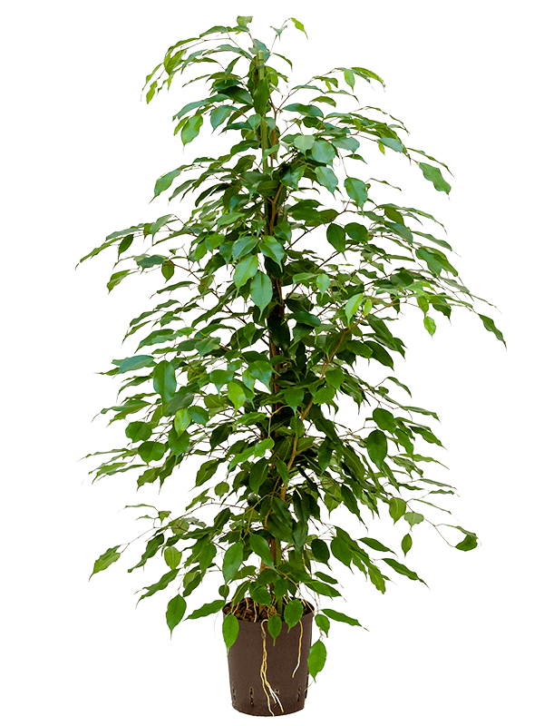 Ficus Benjamin / Weeping Fig