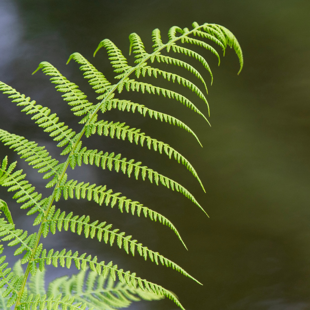 Plant Spotlight: The Boston Fern