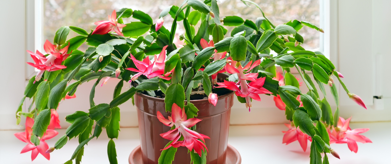 Christmas Cactus