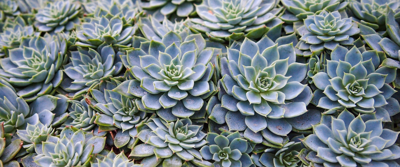 Echeveria  Plant Store