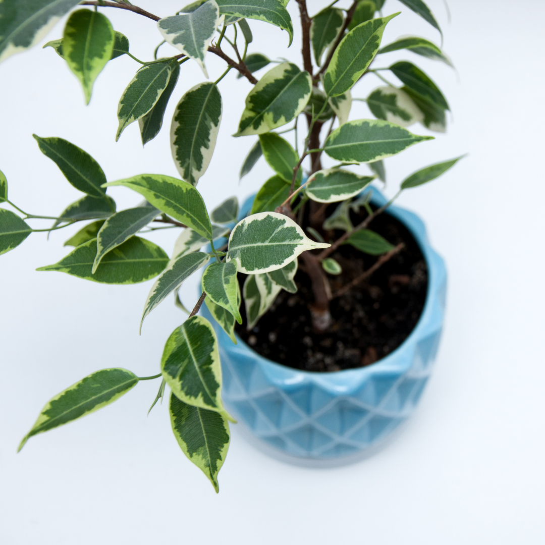 Plant Spotlight: Ficus Benjamina