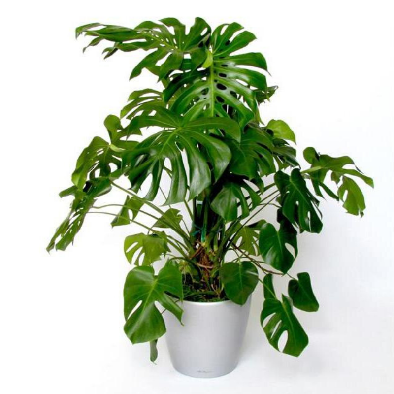 Large Plants