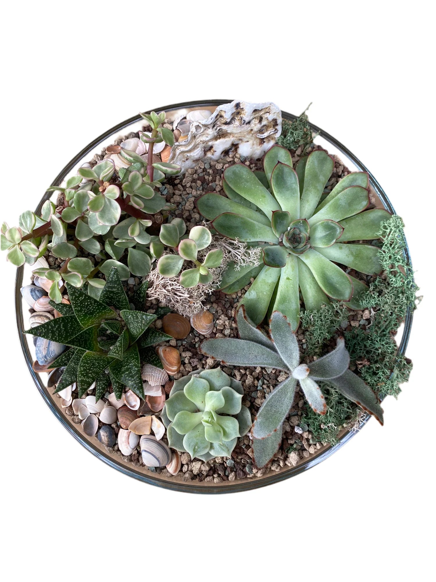 Succulent Terrarium Bowl