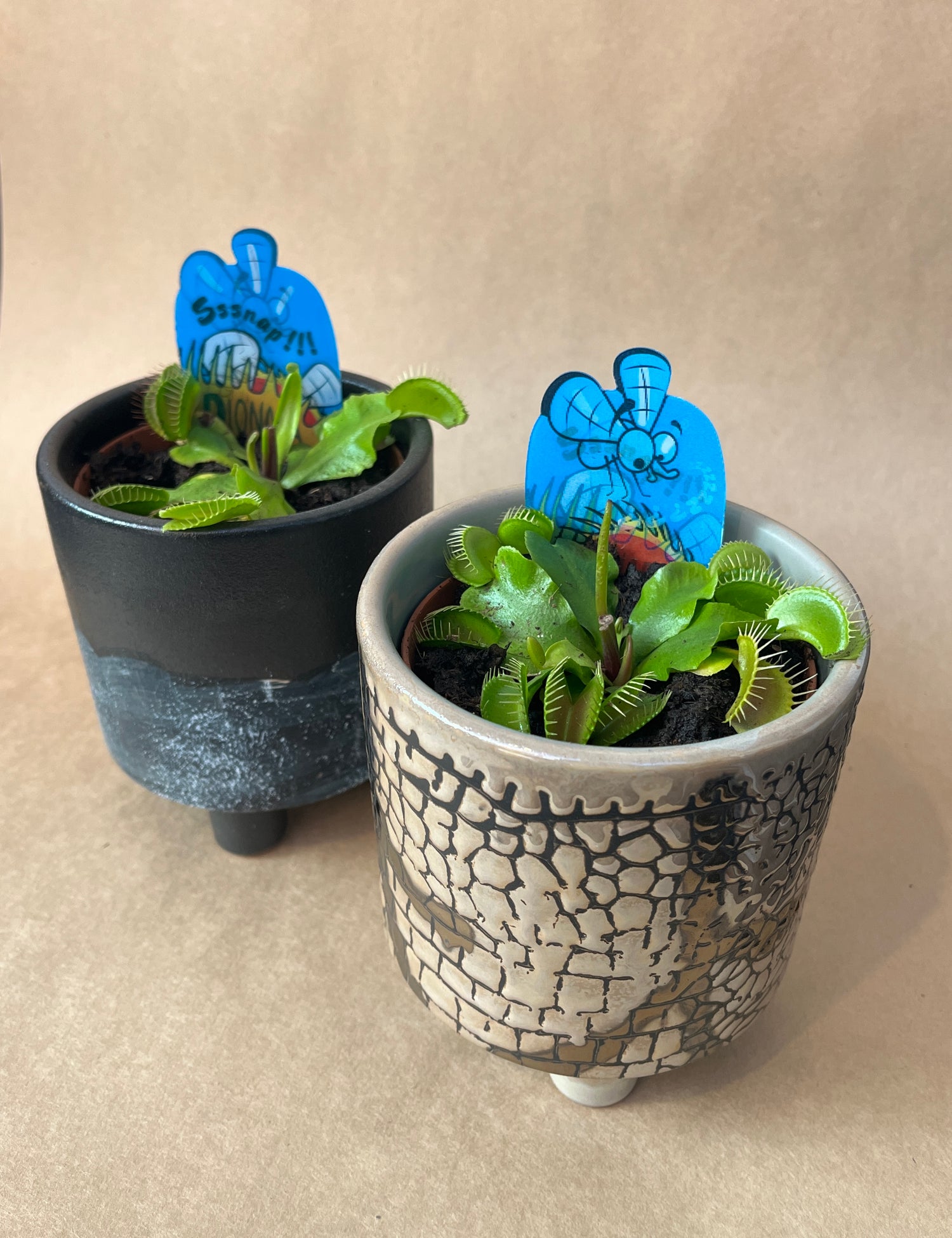 Dianaea muscipula - Venus Fly Trap with pot