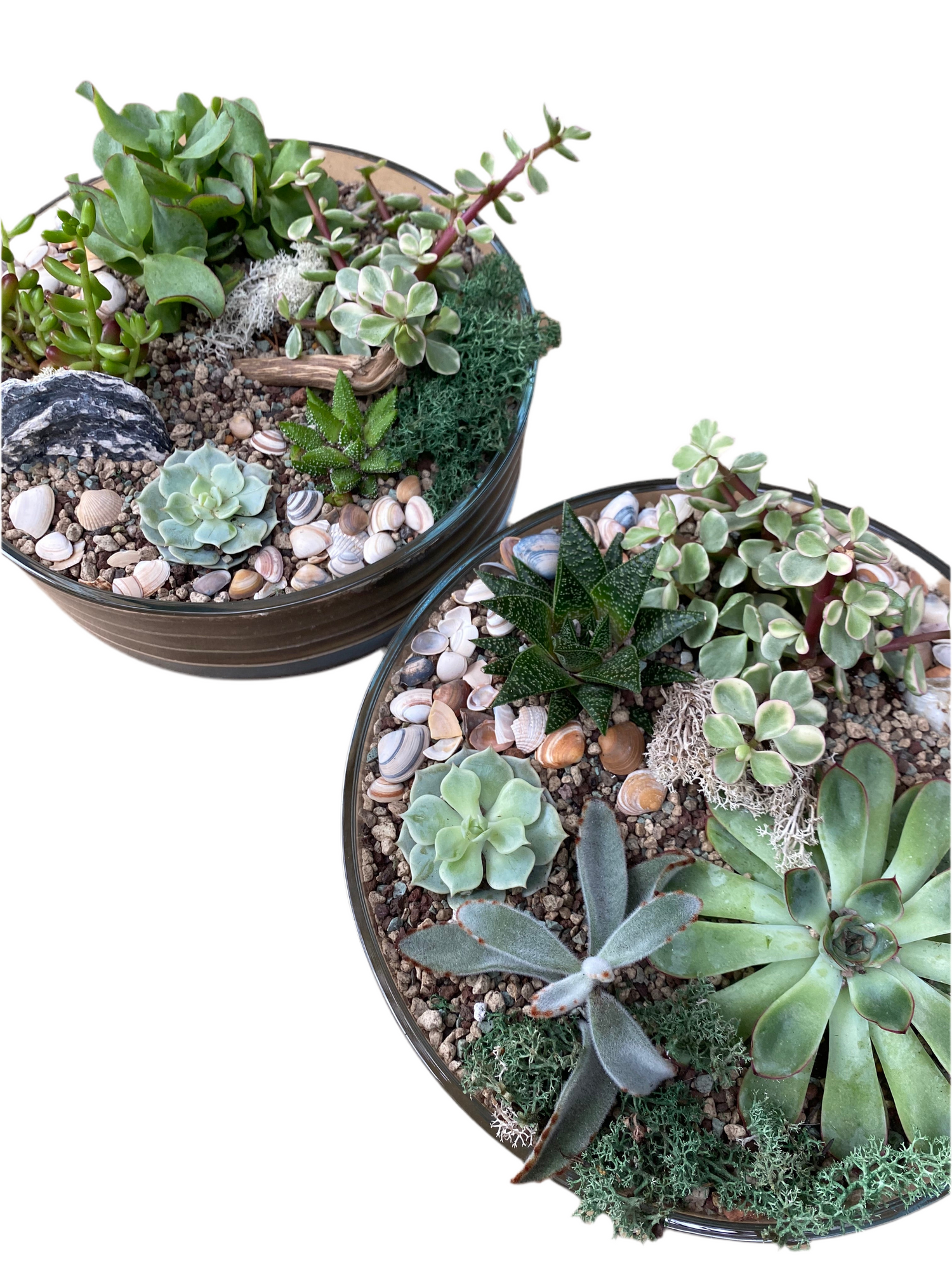 Succulent Terrarium Bowl
