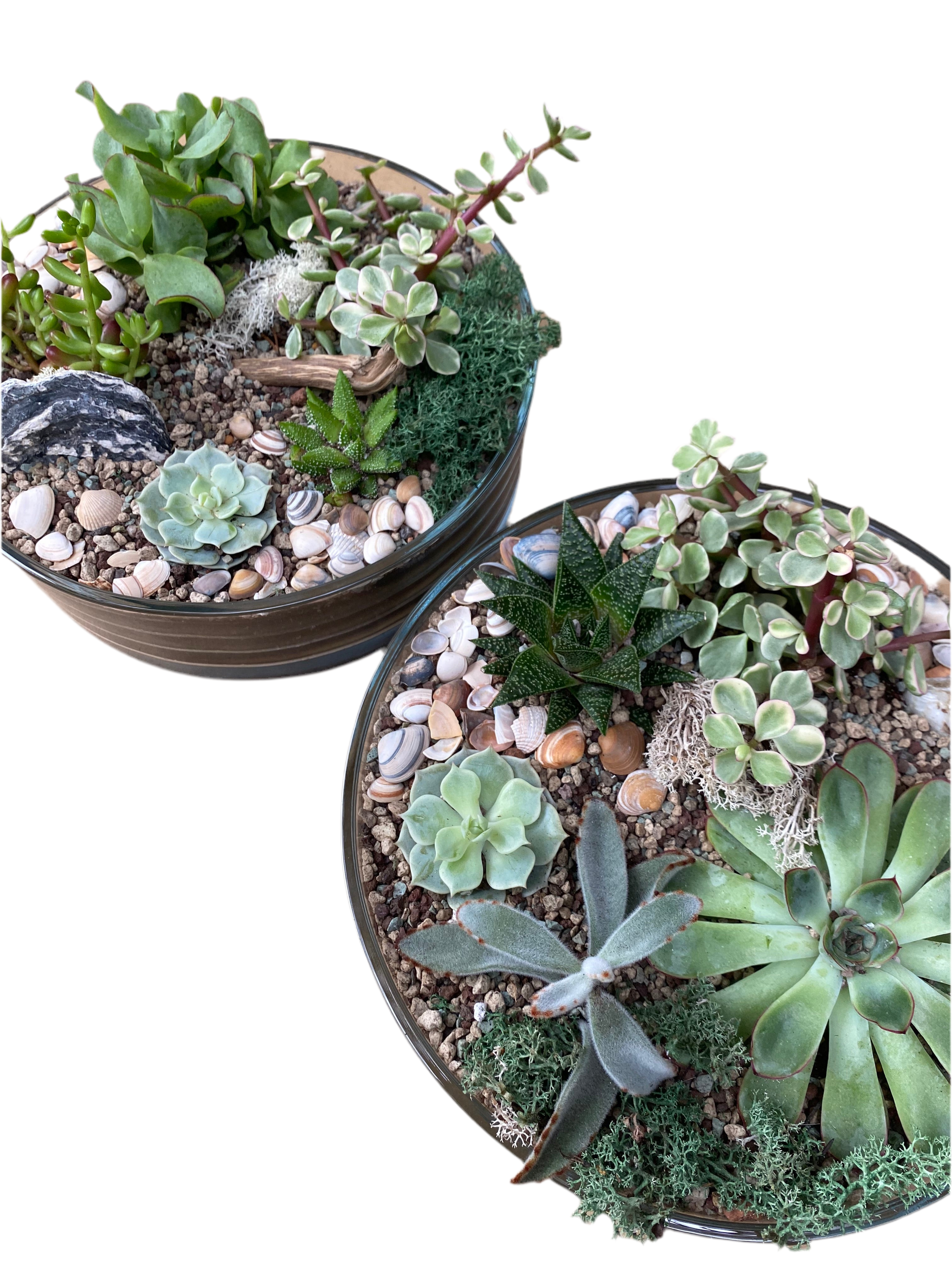 Succulent Terrarium Bowl - Plant Store