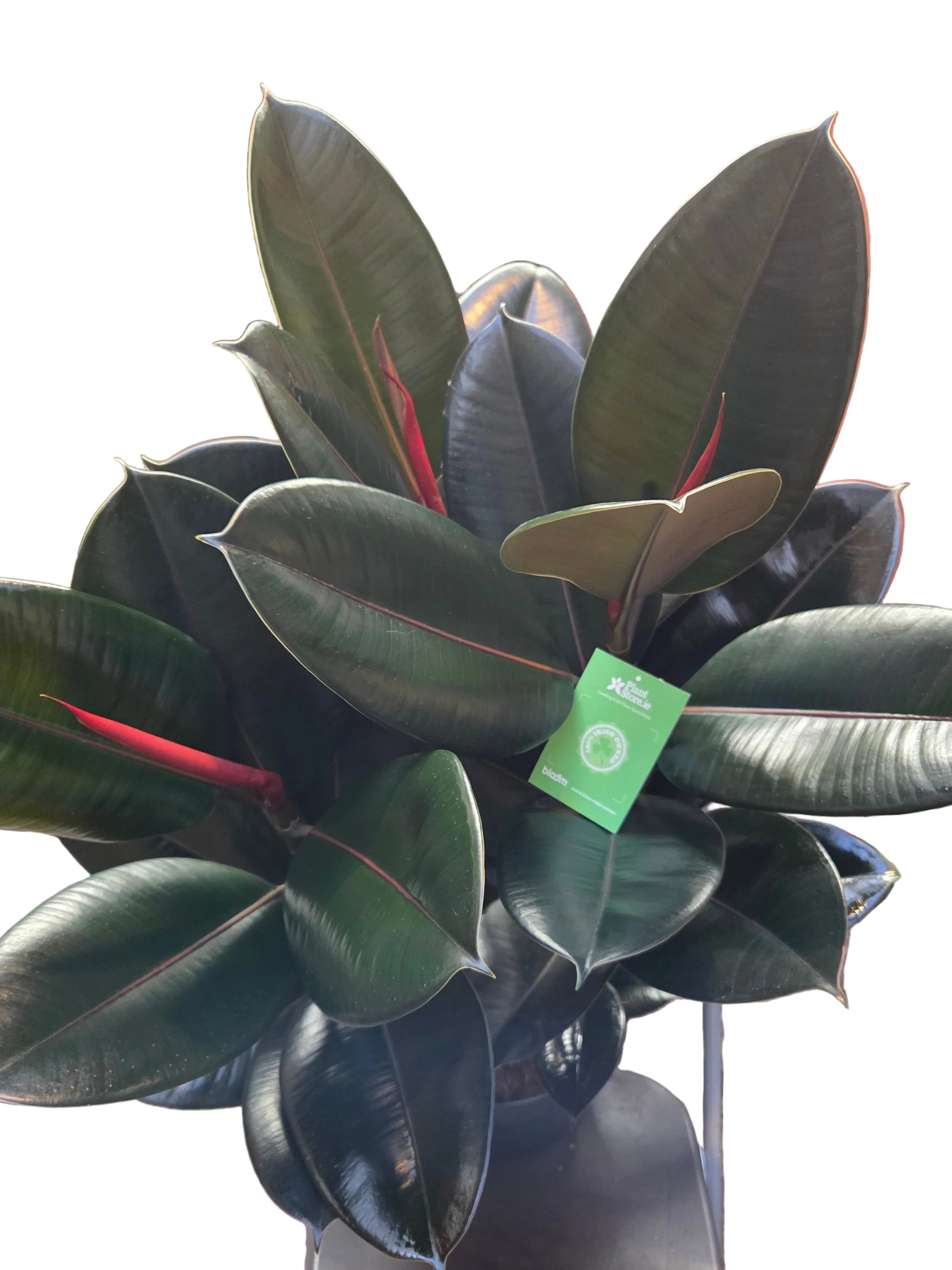 Ficus elastica - The Rubber Plant 100cm - Plant Store