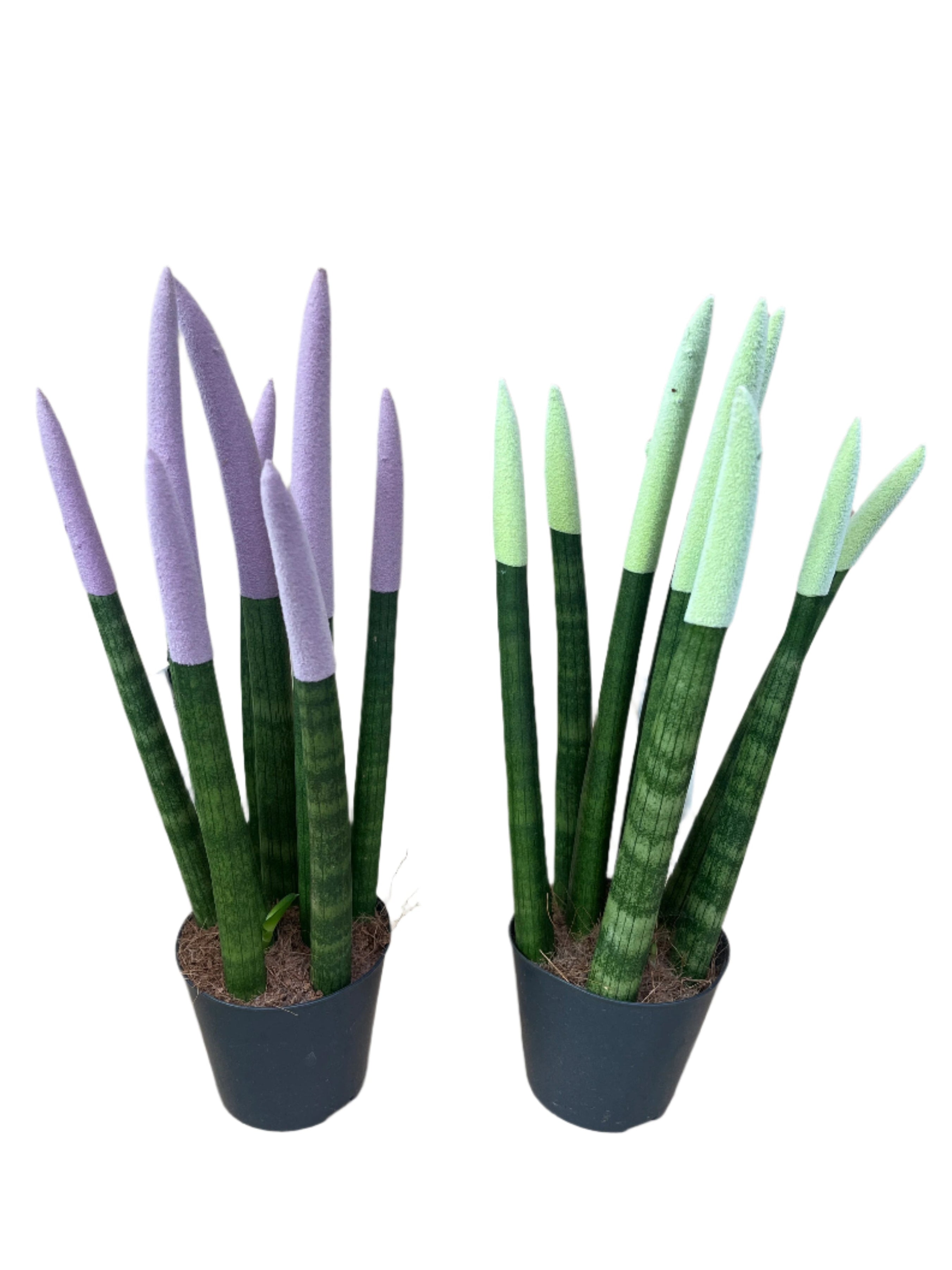 Pastel Mix Velvet Sansevieria cylindrica