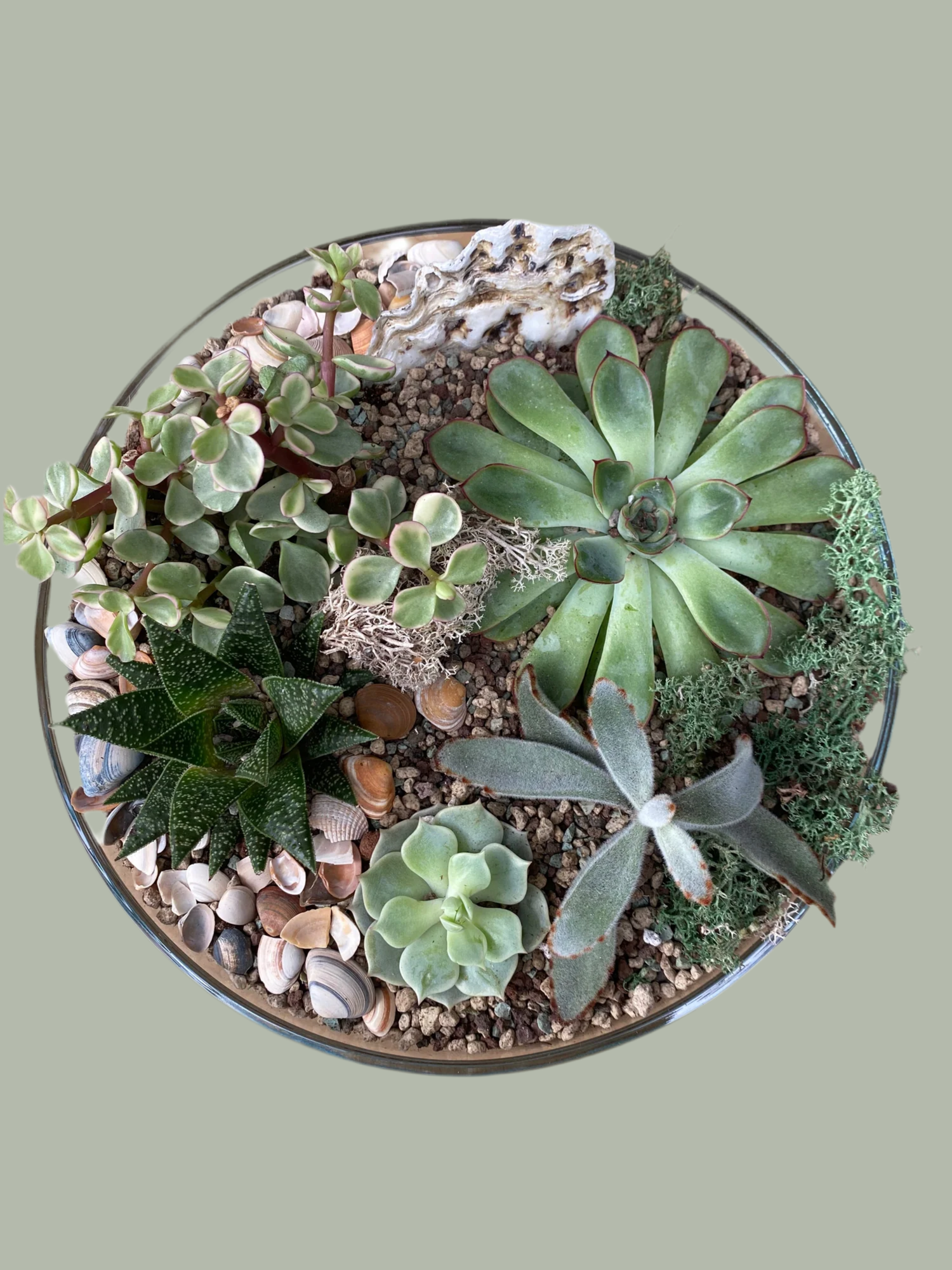 Succulent Terrarium Bowl