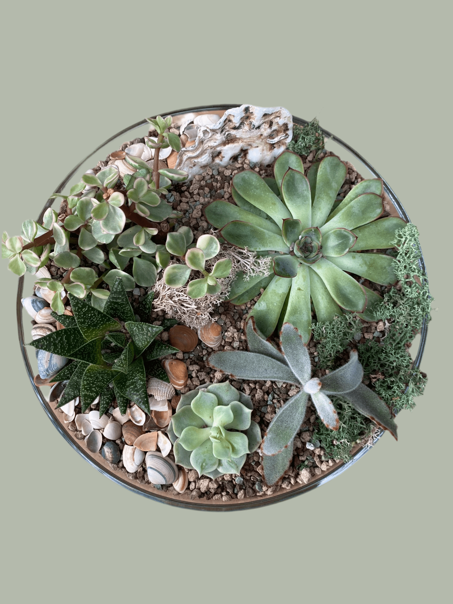 Succulent Terrarium Bowl - Plant Store
