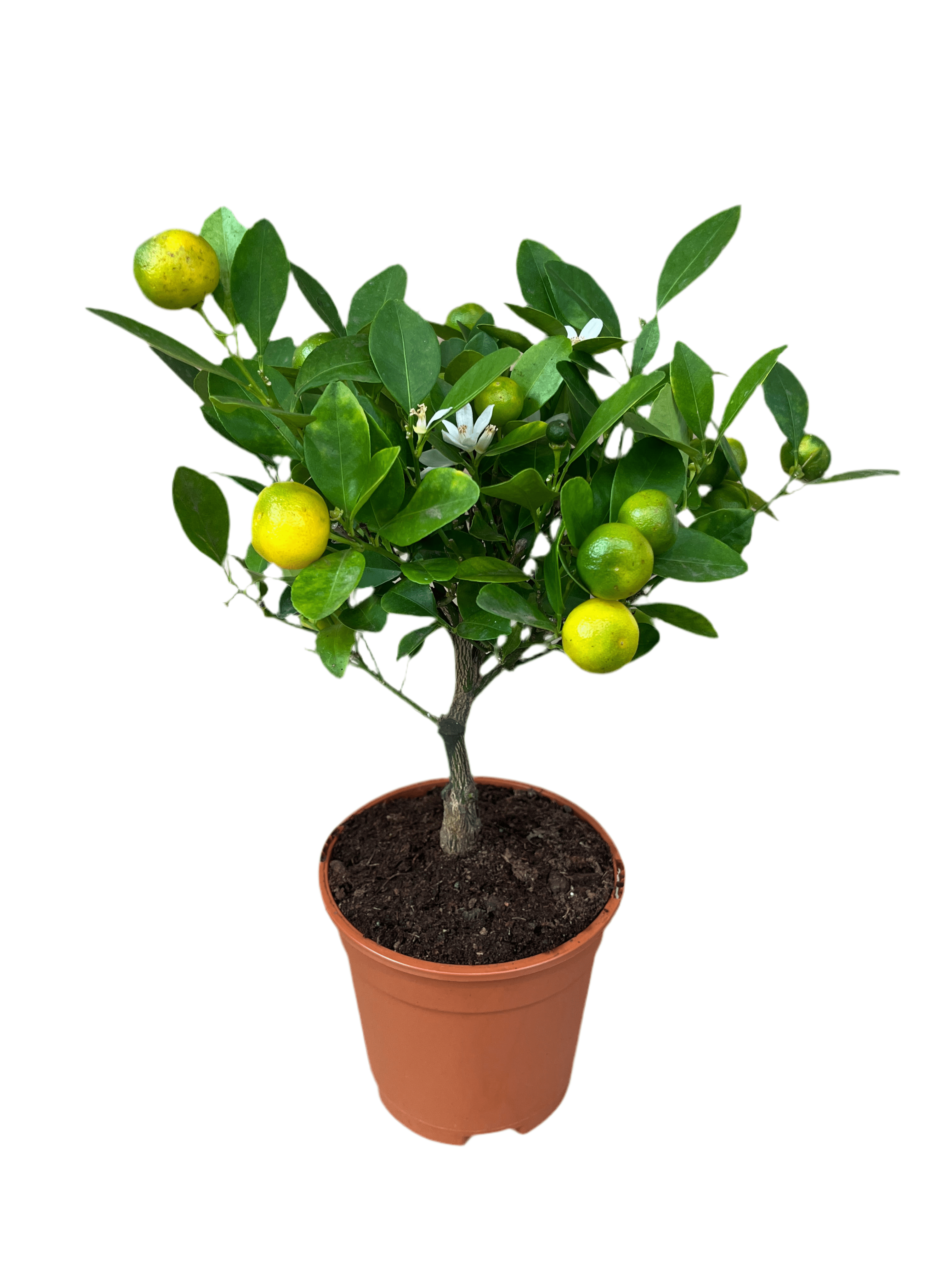 Mini Orange Tree - Calamondin - Plant Store