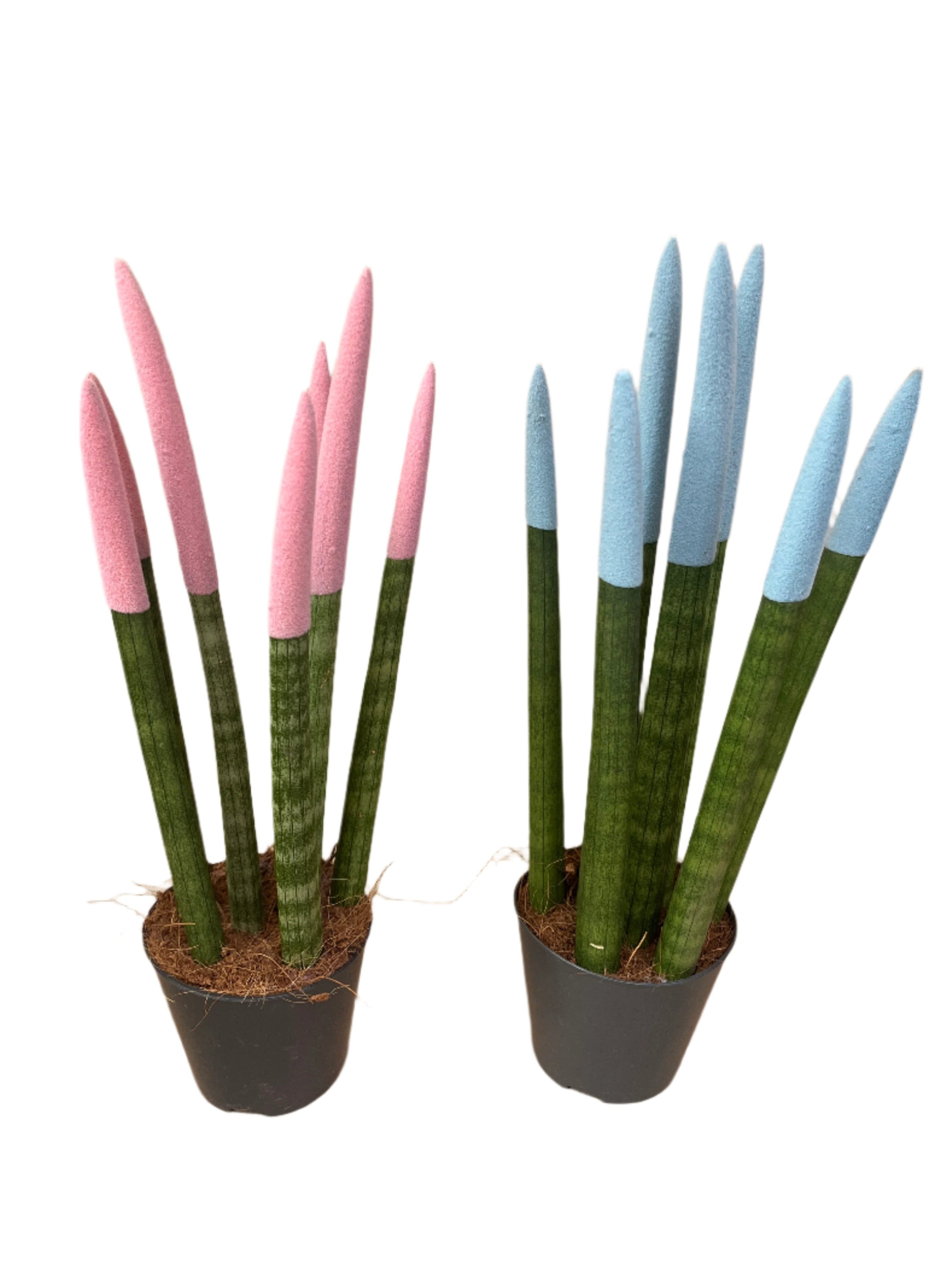 Pastel Mix Velvet Sansevieria cylindrica