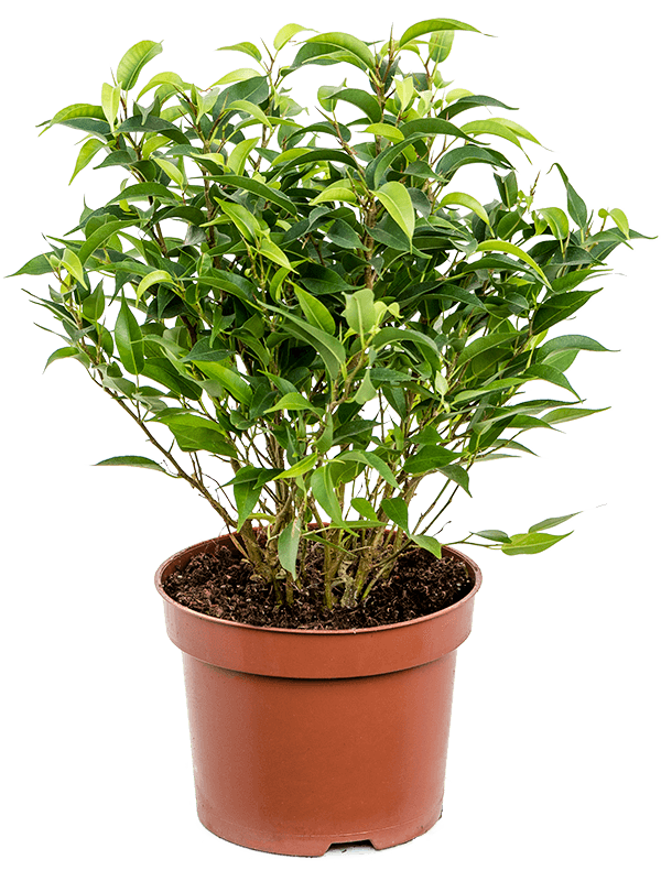 Ficus Benjamina - "The Weeping Fig"