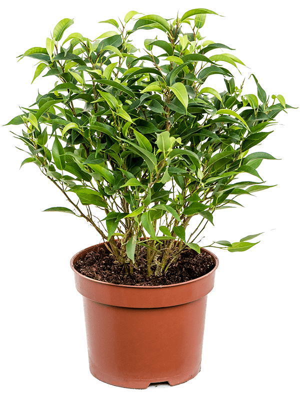 Ficus Benjamina - &quot;The Weeping Fig&quot;