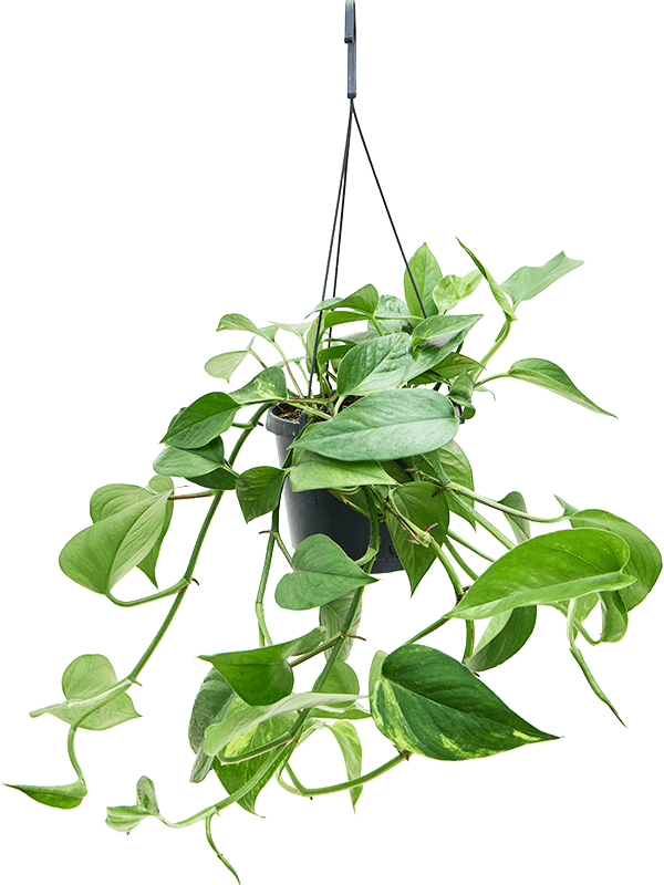 large indoor plants ireland Large Scindapsus- Devil's Ivy- Pothos – Plant Store