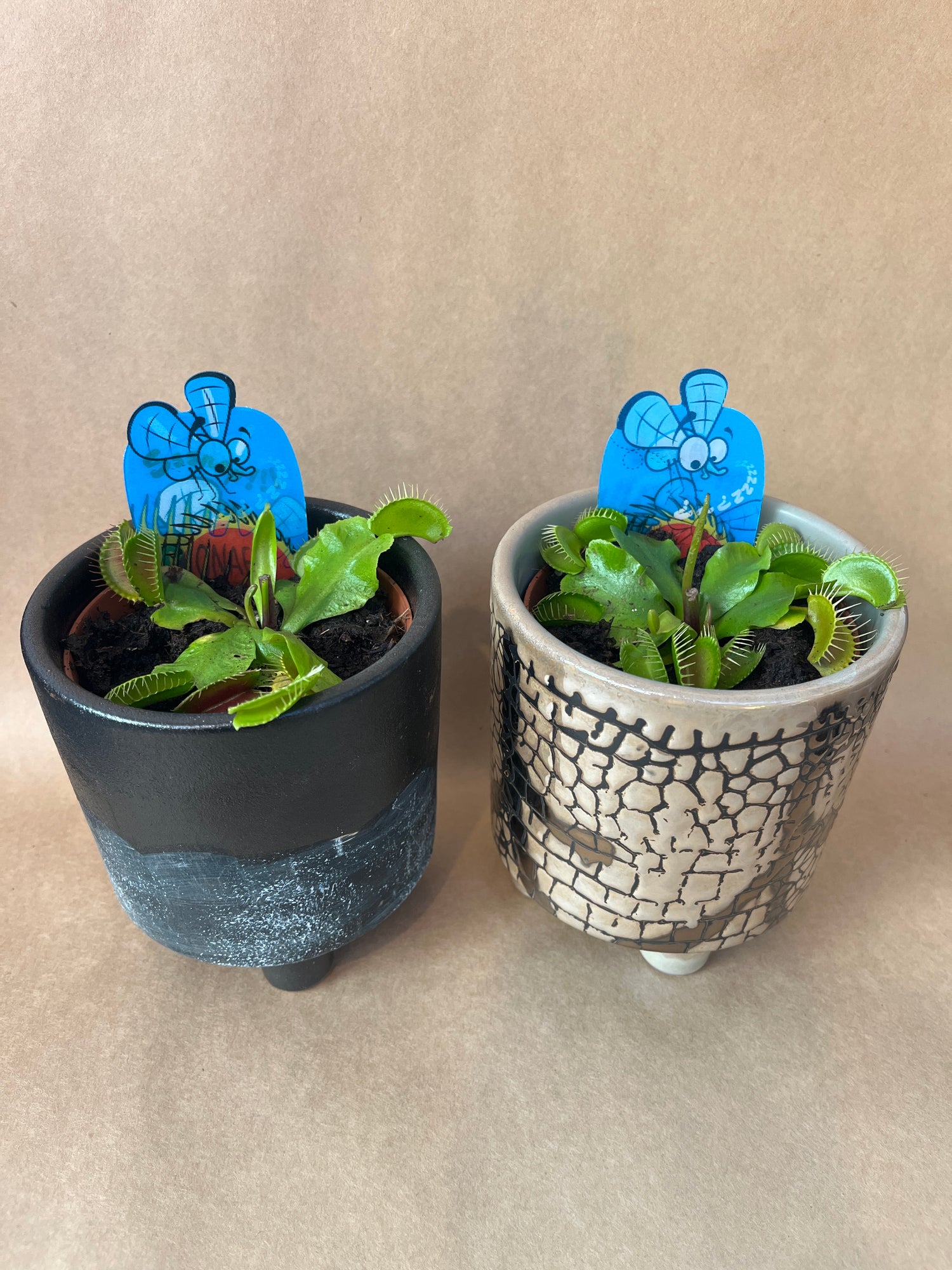 Dianaea muscipula - Venus Fly Trap with pot