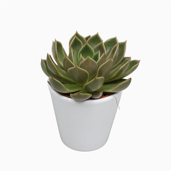 Easy Care Succulent in Ceramic Pot - Plant Store