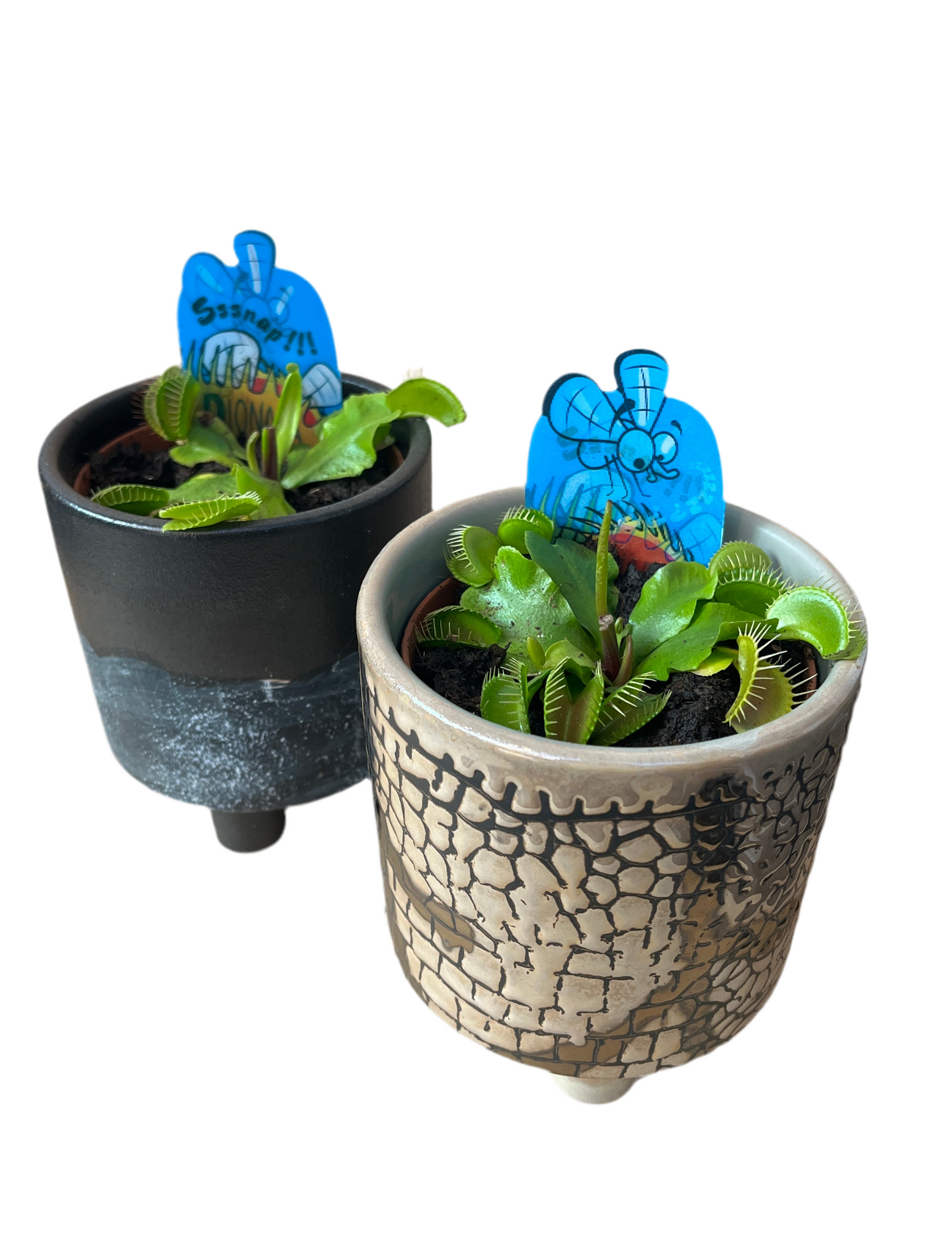 Dianaea muscipula - Venus Fly Trap with pot