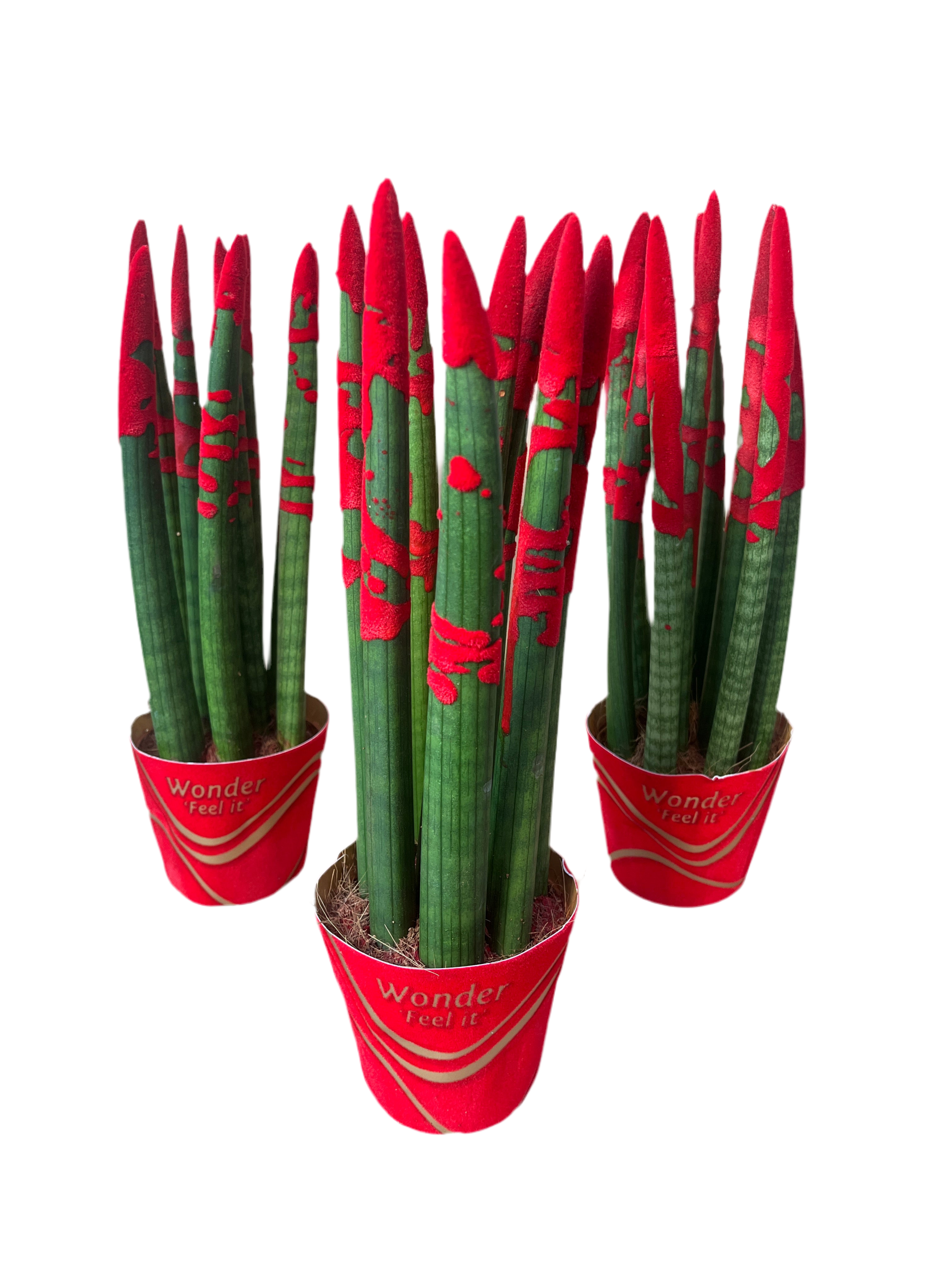 Luxury Sansevieria cylindrica &