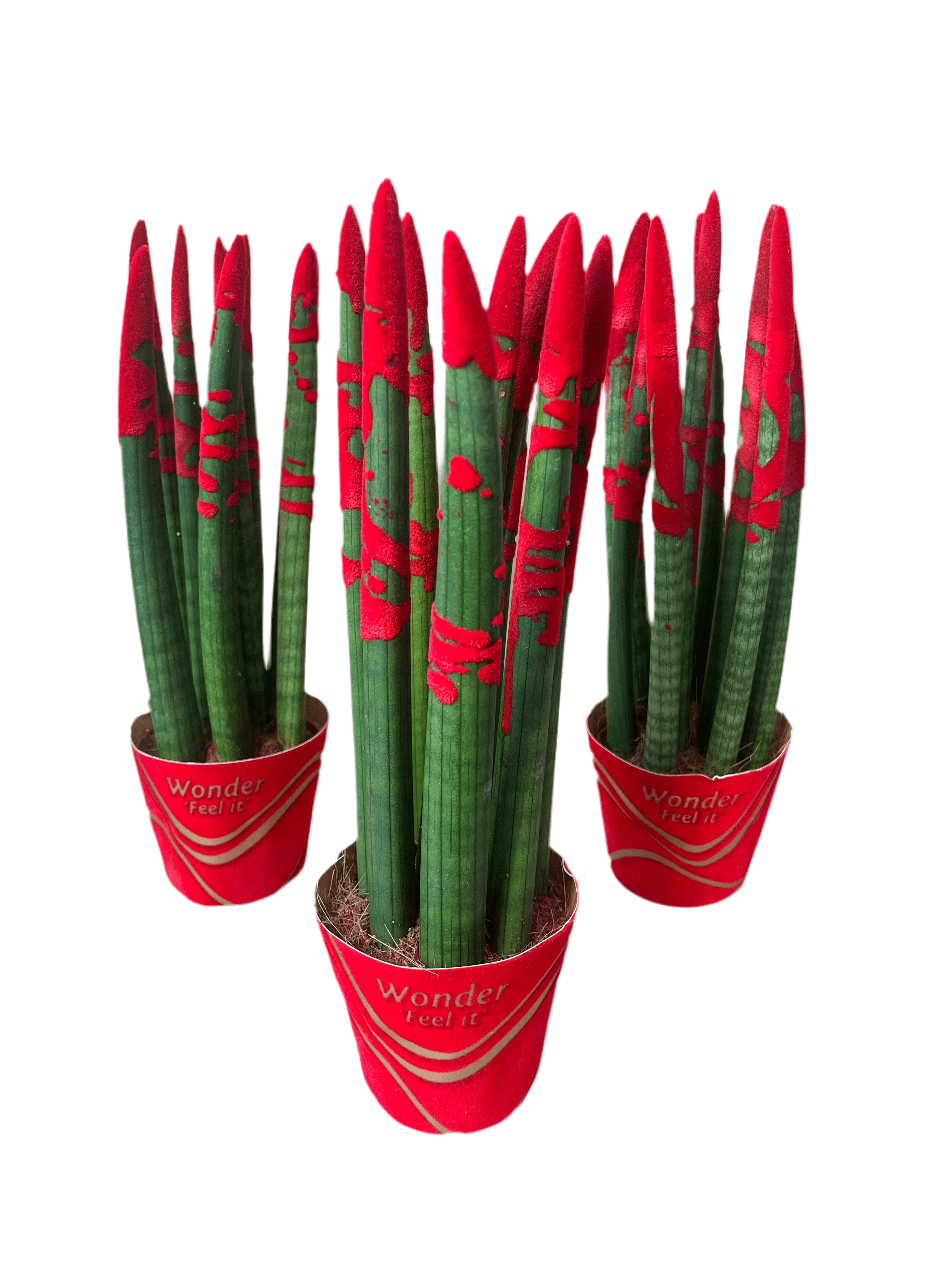 Luxury Sansevieria cylindrica &