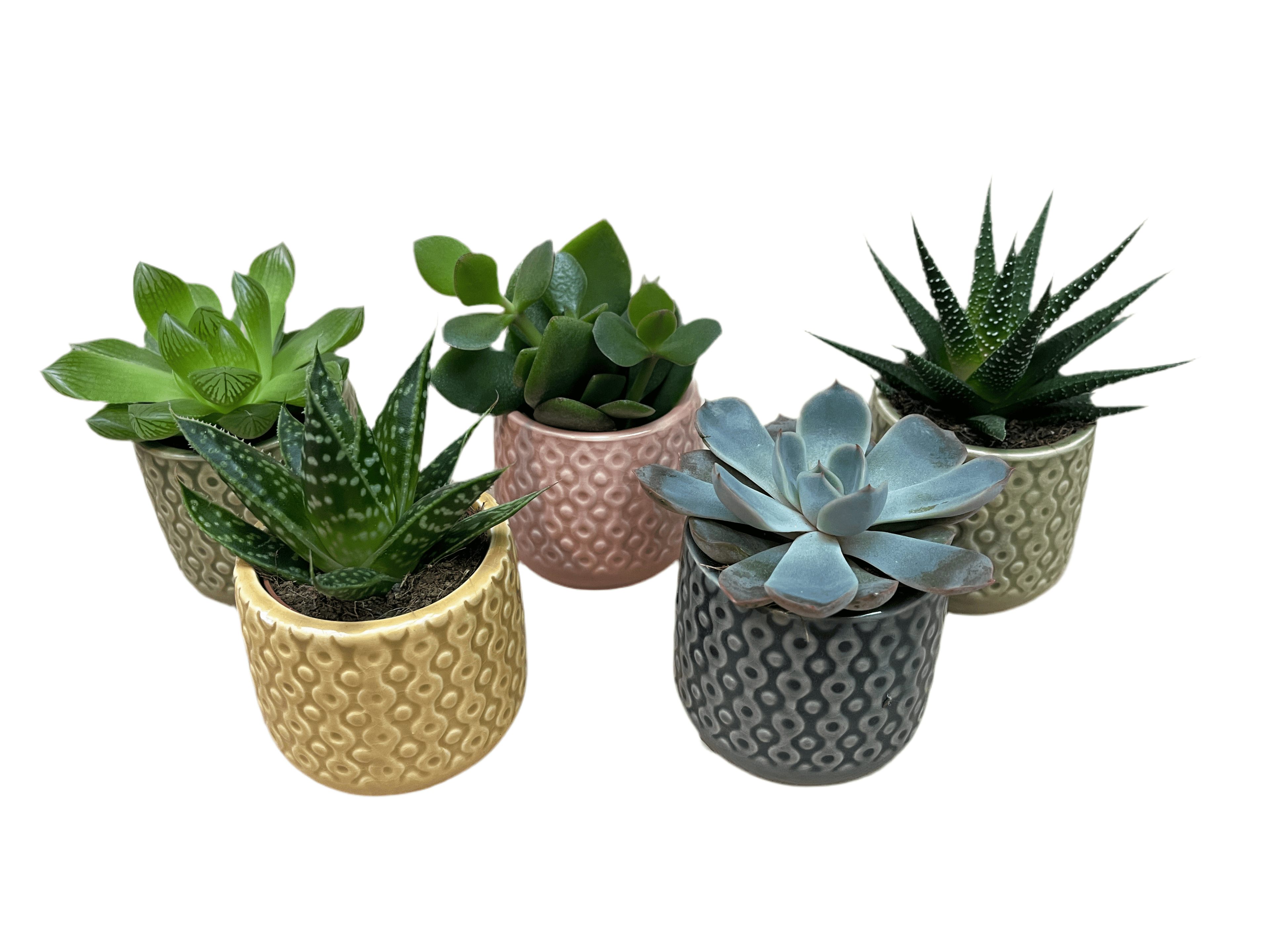 6 Succulents in Decorative Pots - Plant Store