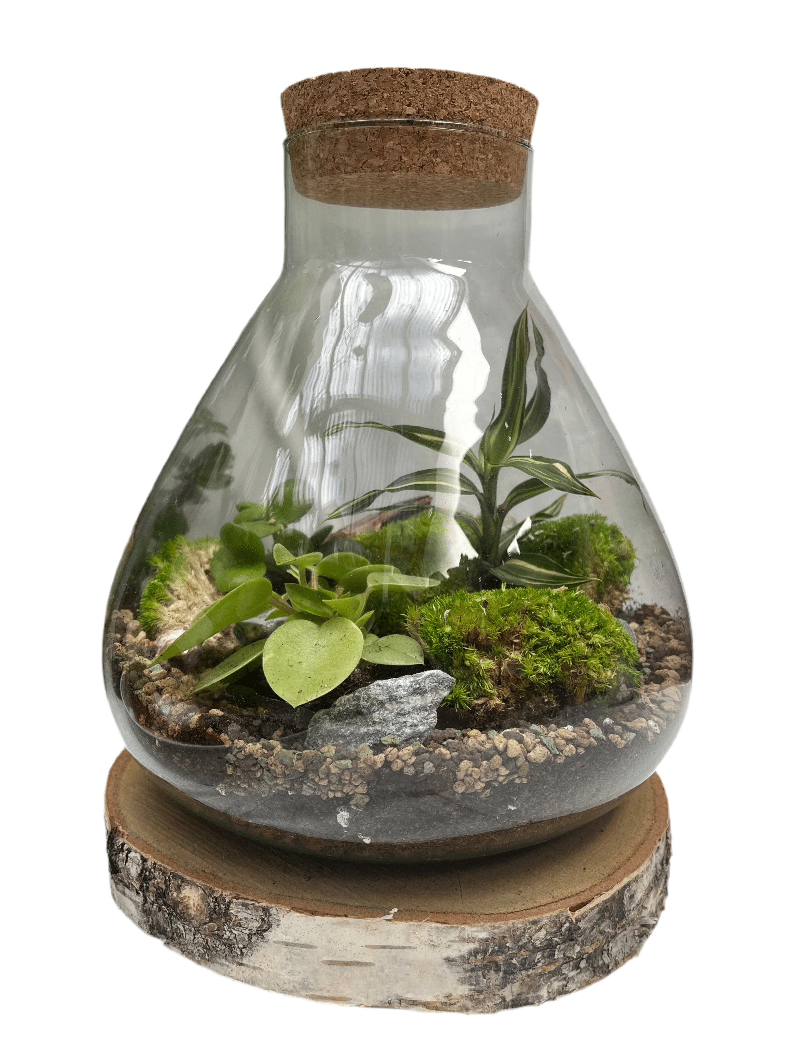 DIY Corked Terrarium Kit (Large 33cm) Deluxe - Plant Store