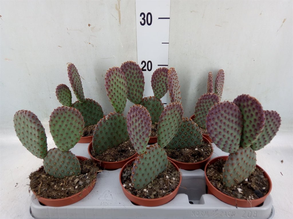 Bunny Ear Cactus - Opuntia microdasys - Plant Store
