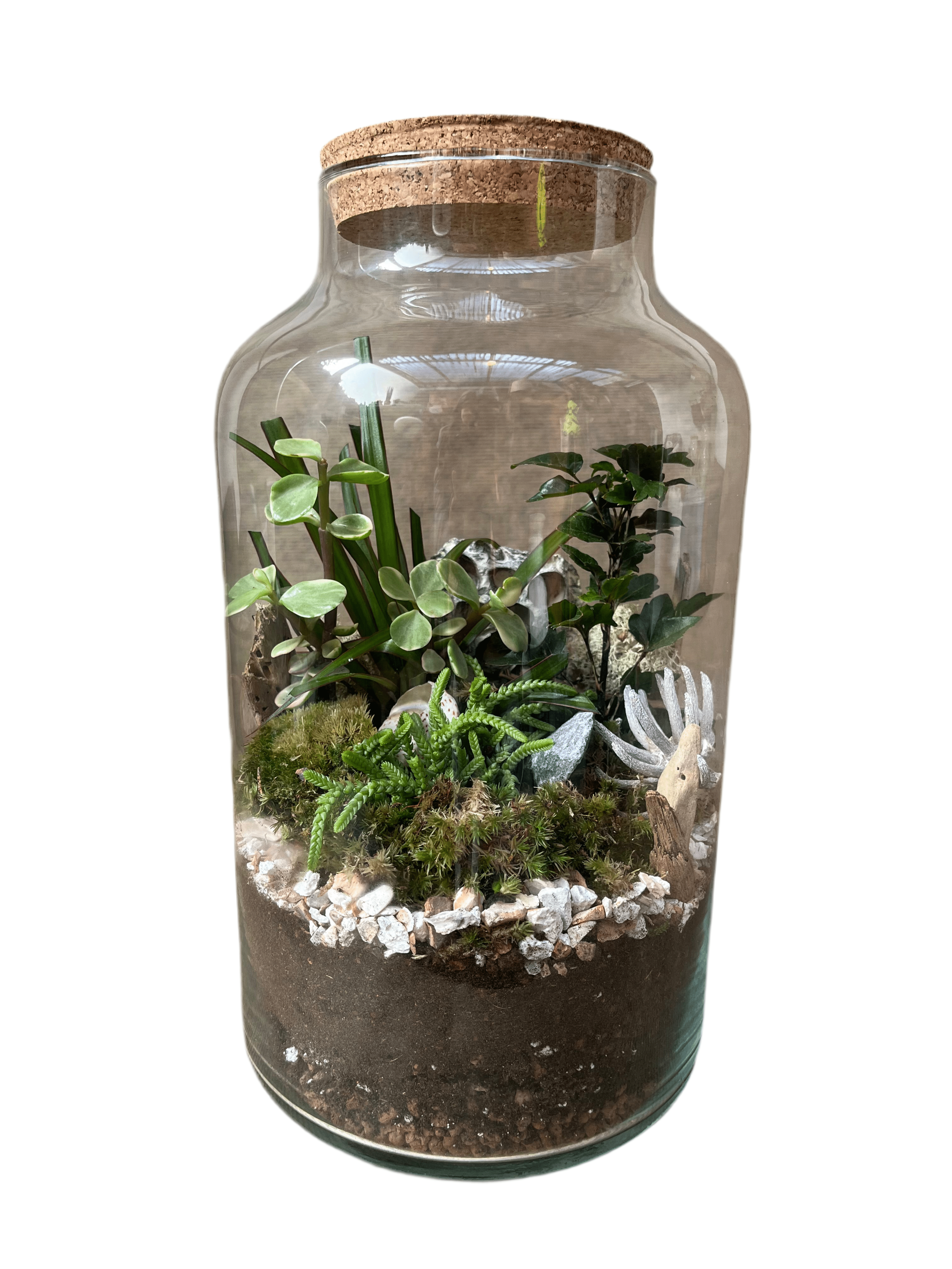 DIY Corked Terrarium Kit (Large 33cm) Deluxe - Plant Store
