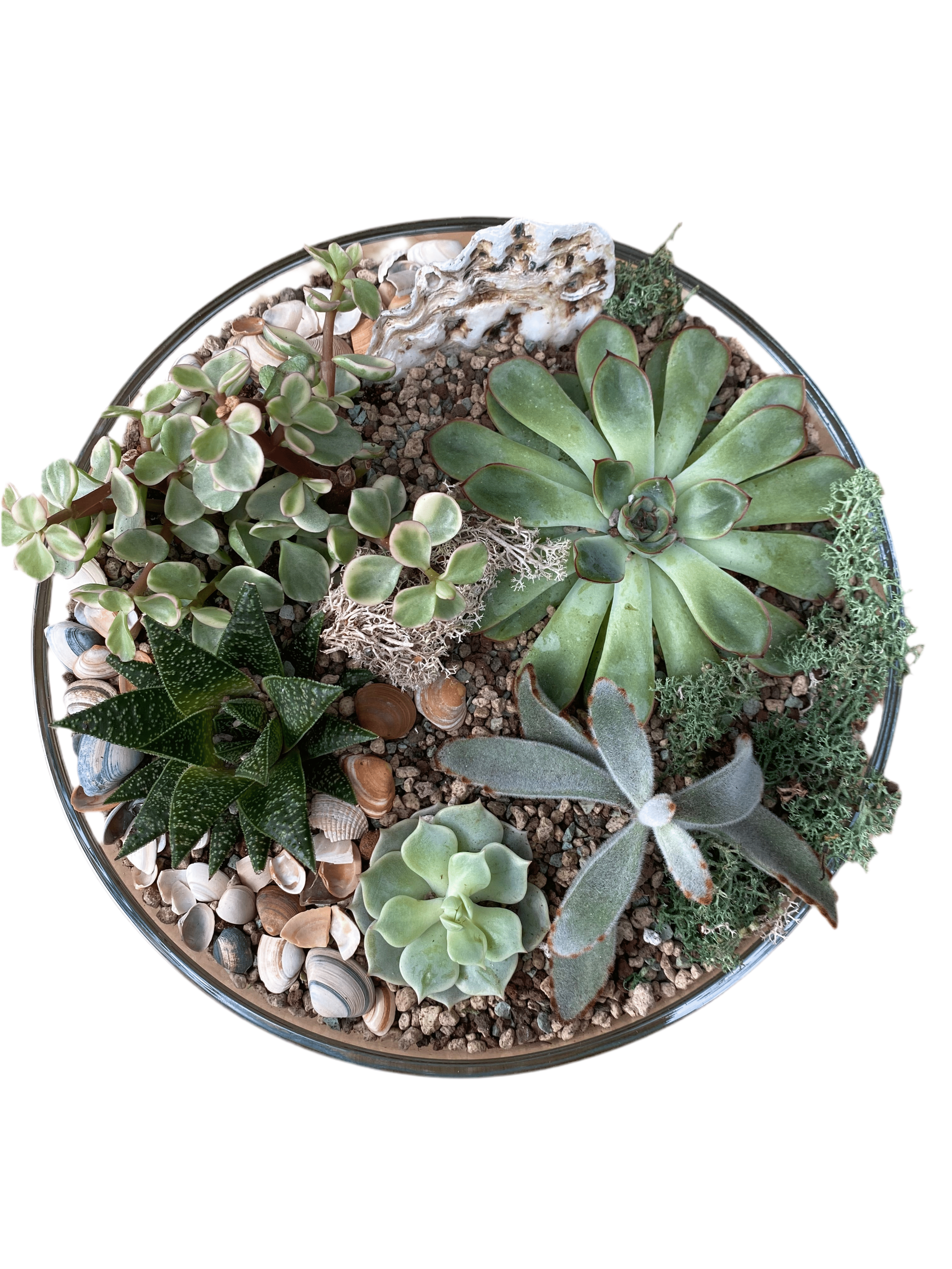 Succulent Terrarium Bowl - Plant Store