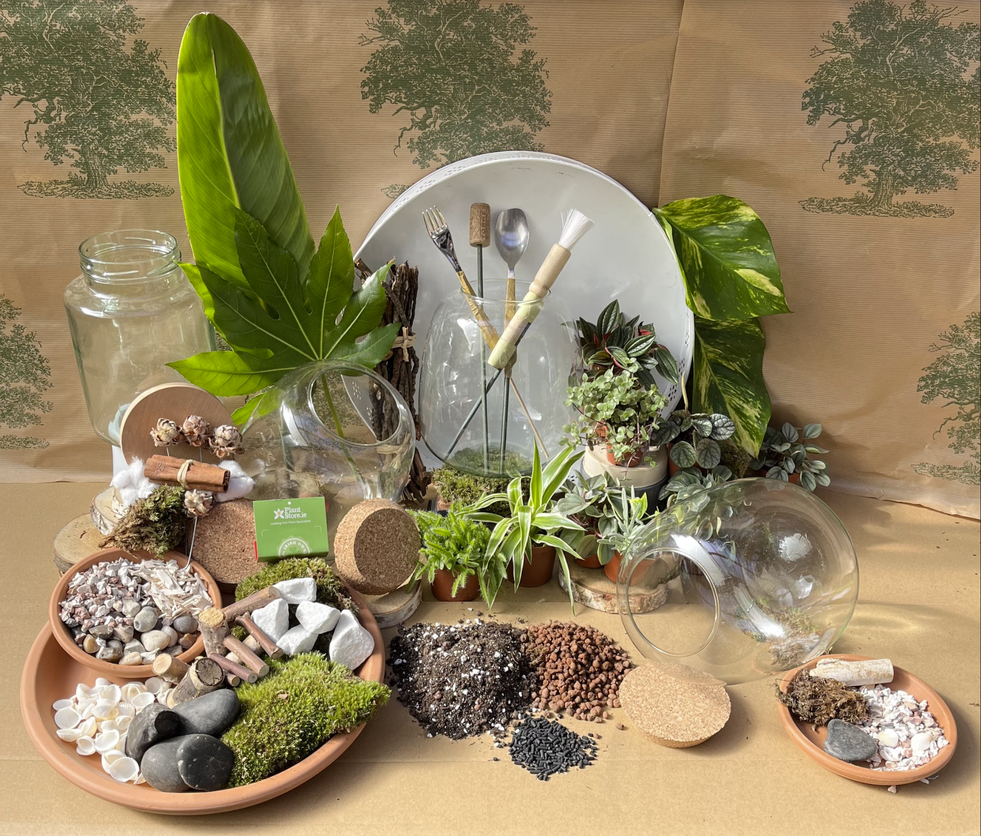 DIY Corked Terrarium Kit (Small)