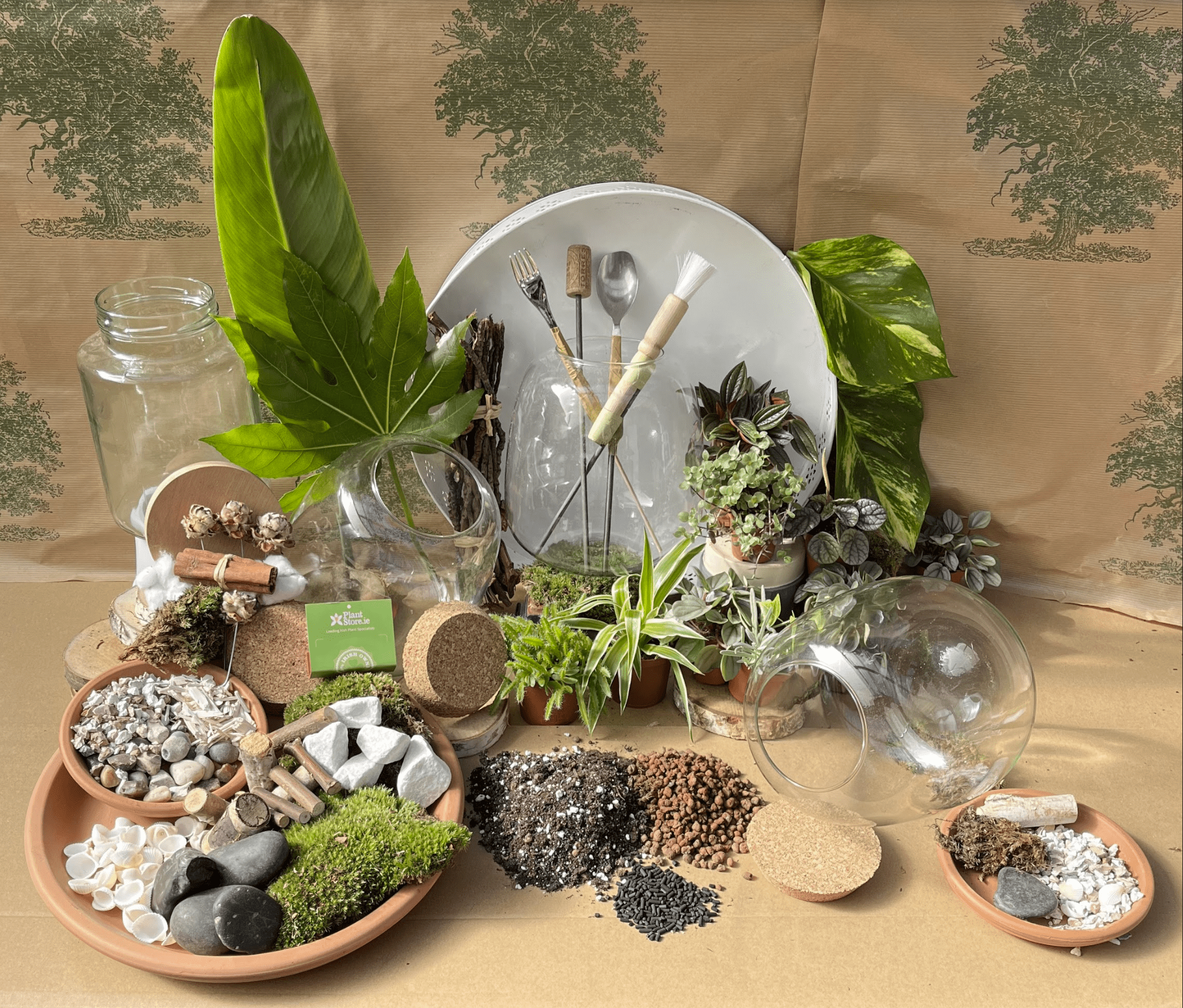 DIY Corked Terrarium Kit (Medium) - Plant Store