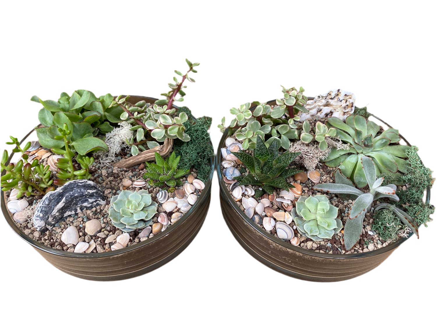 Succulent Terrarium Bowl