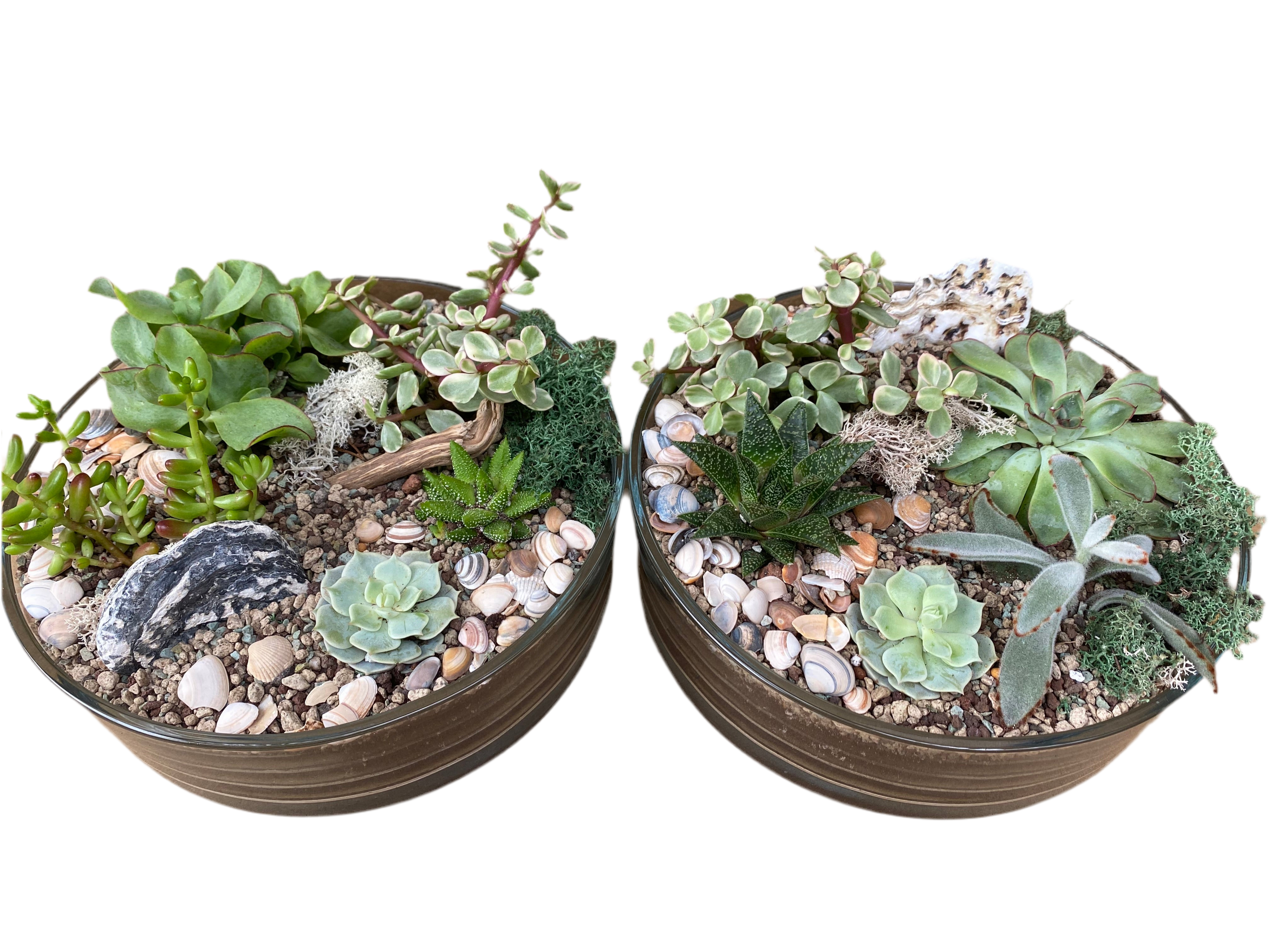 Succulent Terrarium Bowl