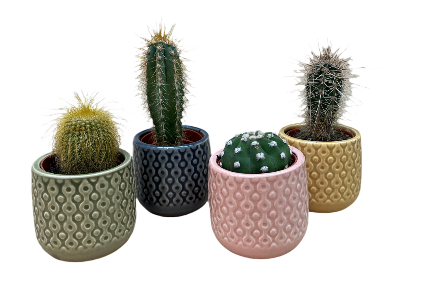 6 Cacti in Clay Pots