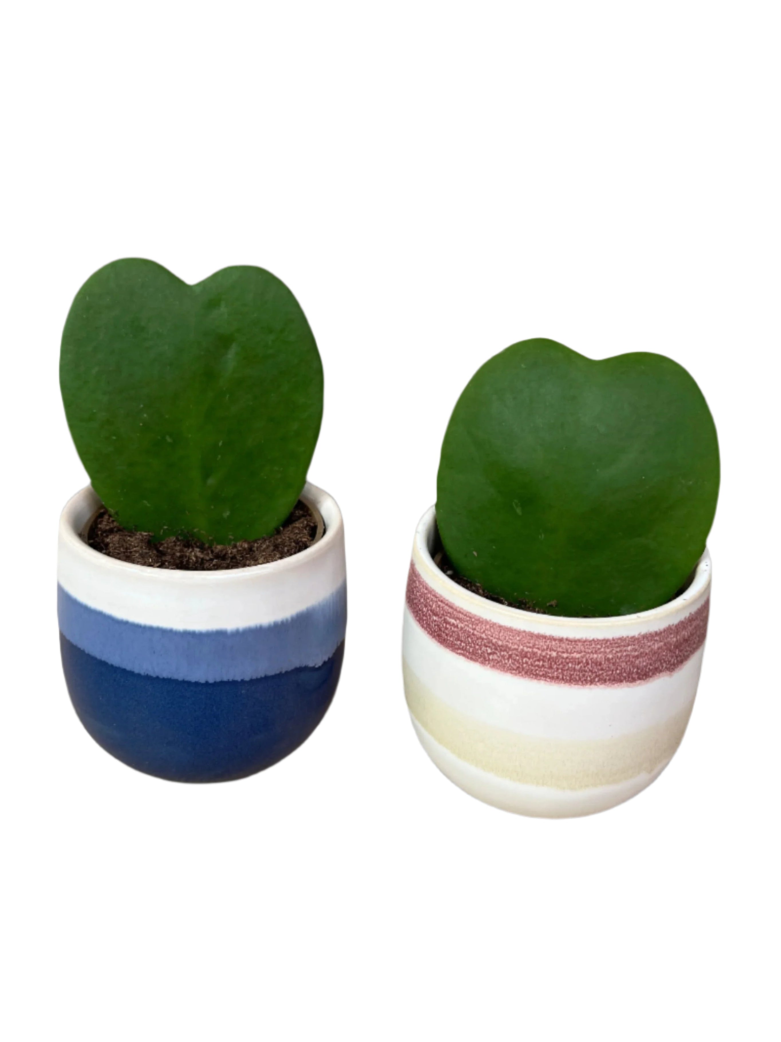 Loveheart Succulent - Hoya Kerrii