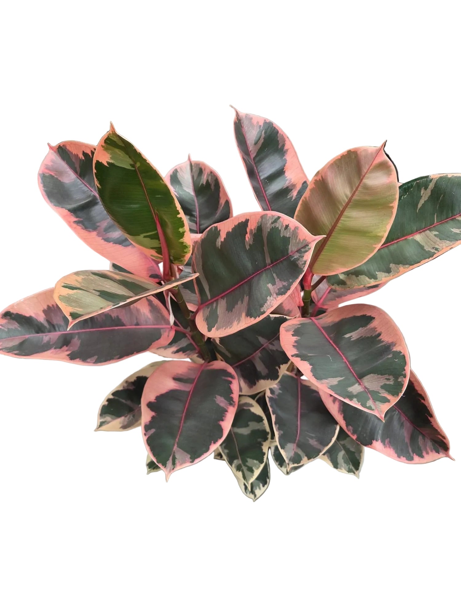 Ficus Elastica Belize
