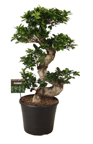 Ficus Microcarpa - Indoor Bonsai 110cm