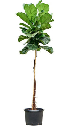 Ficus lyrata- Fiddle Leaf Fig- 160cm