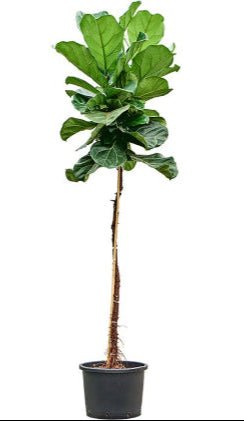 Ficus lyrata - Fiddle Leaf Fig - 160cm - Plant Store
