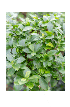 Ficus Microcarpa - Indoor Bonsai 110cm