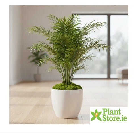 Milano White Pot - Plant Store