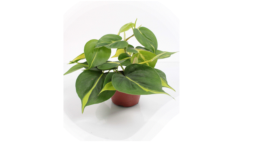 Philodendron &
