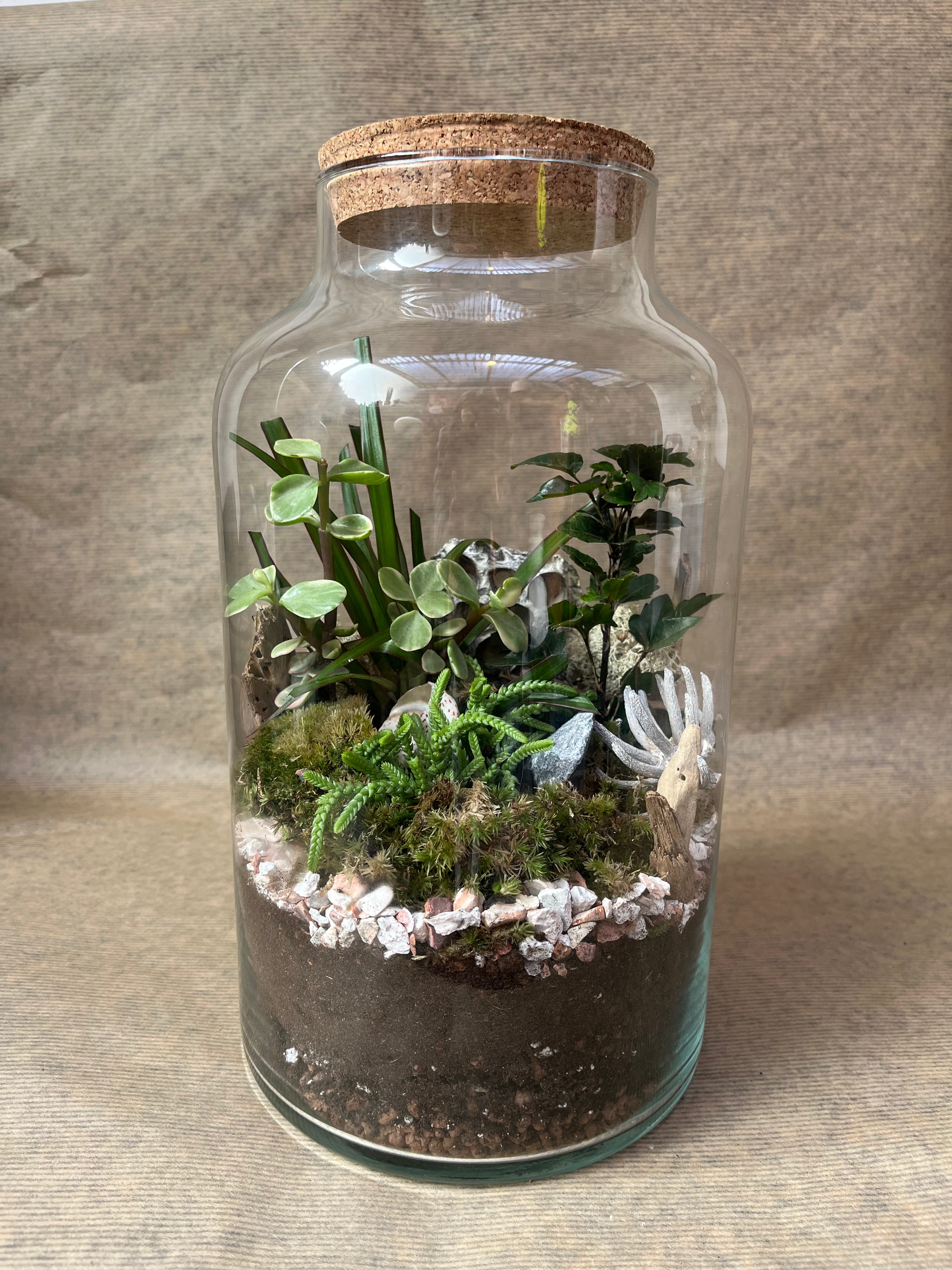 DIY Corked Terrarium Kit (Large)