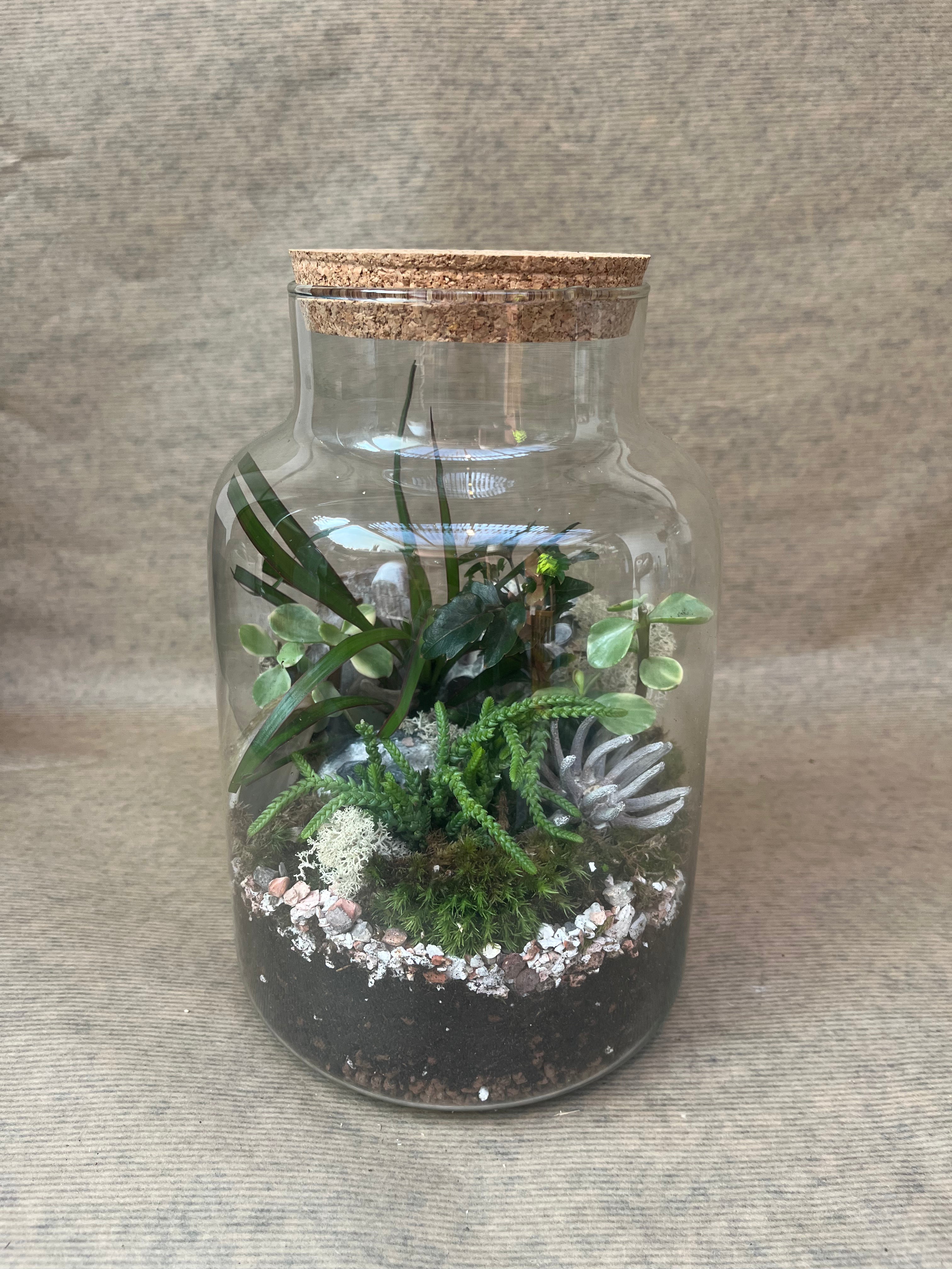 DIY Corked Terrarium Kit (Medium) - Plant Store