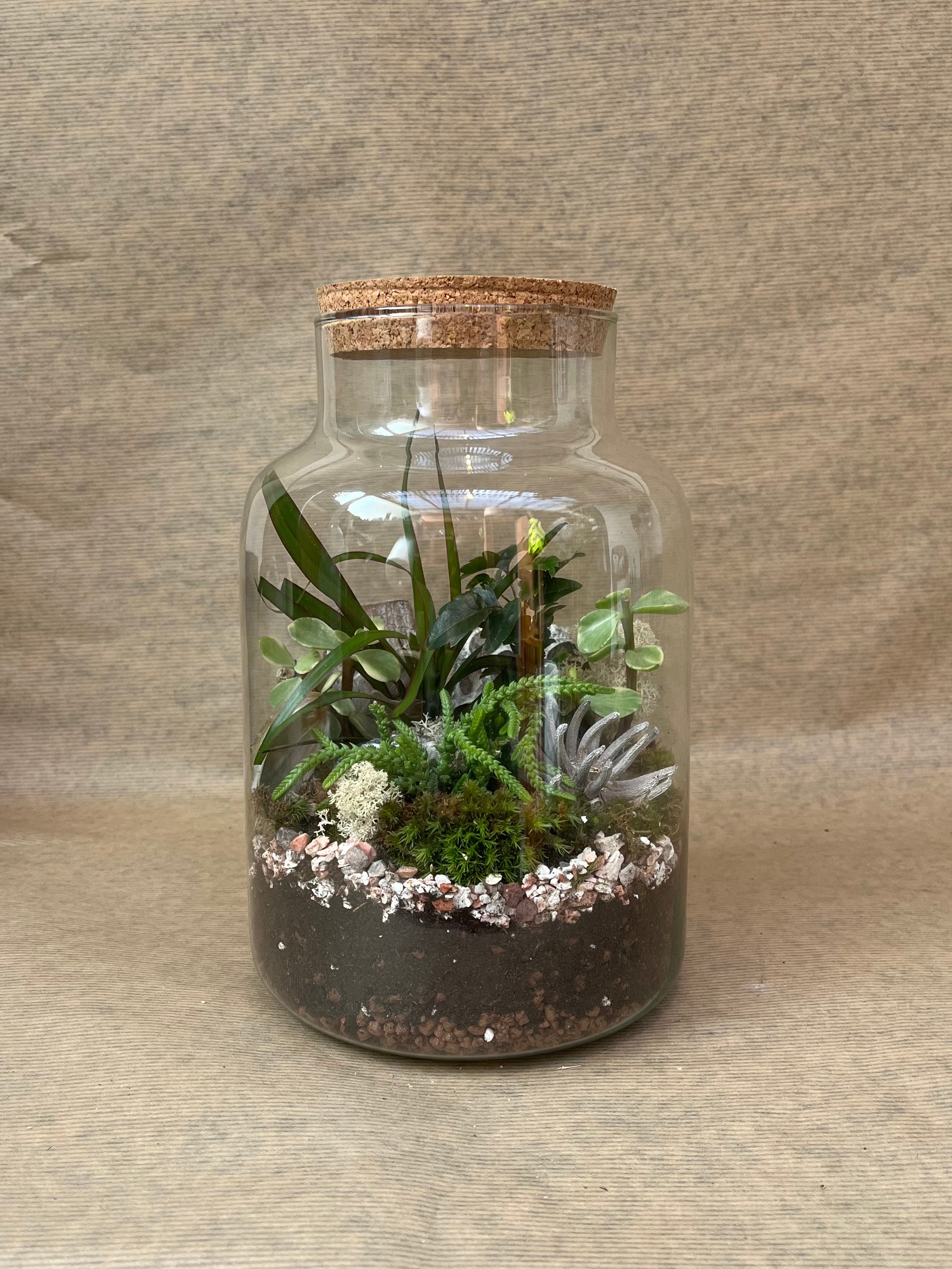 DIY Corked Terrarium Kit (Medium) - Plant Store