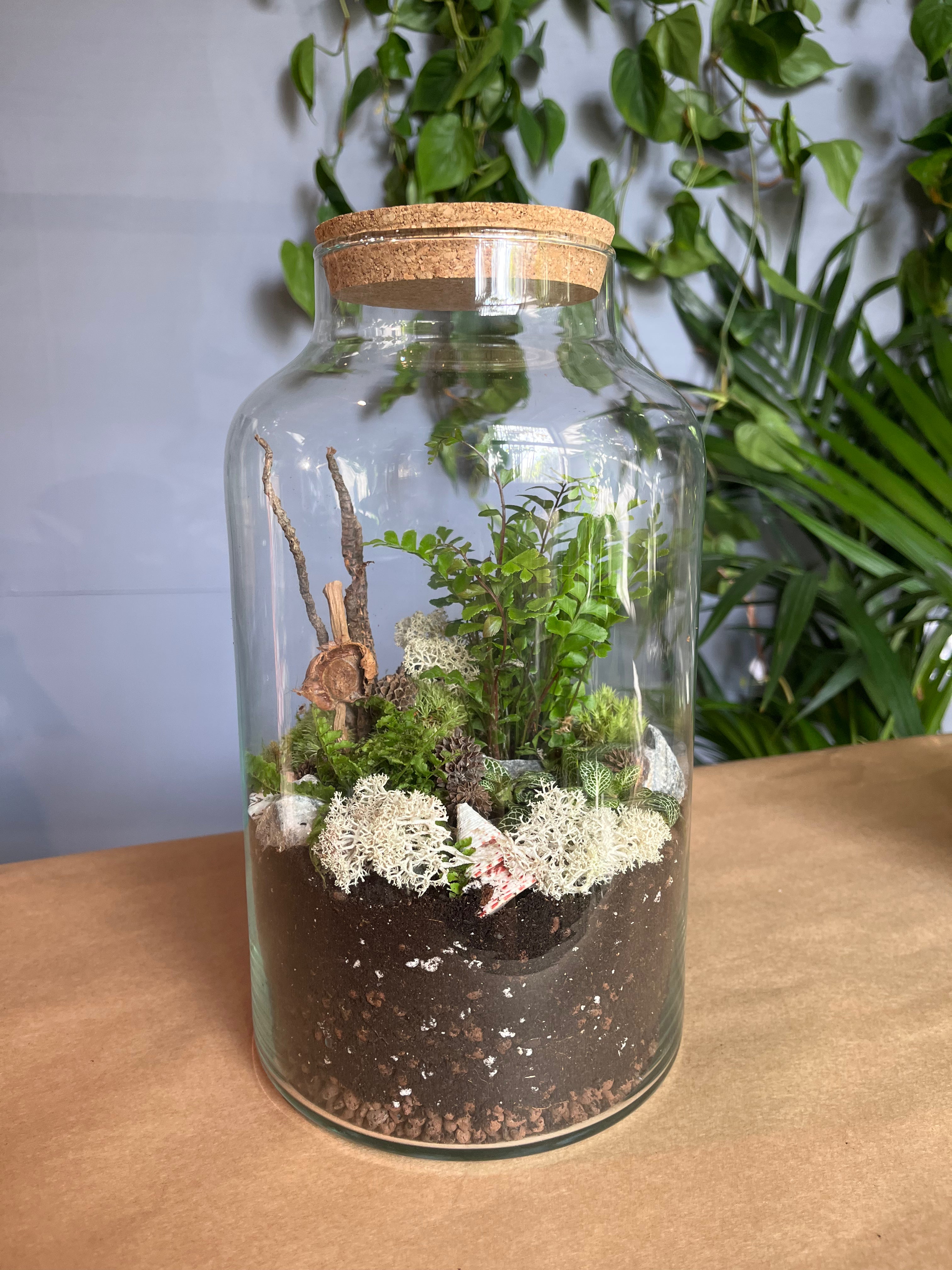 DIY Corked Terrarium Kit (Large) - Plant Store