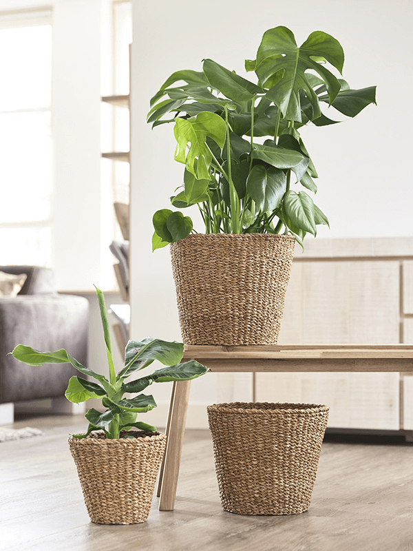 Sea Grass Basket - Plant Store