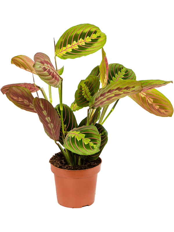 Maranta Fascinator - Prayer Plant - Plant Store