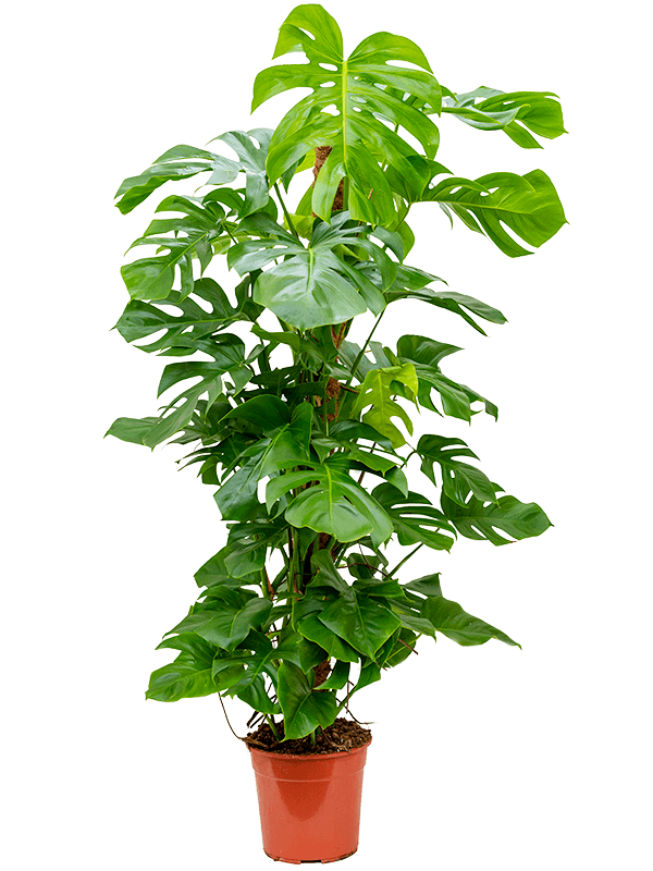 Monstera Deliciosa- Extra Large - Swiss Cheese Plant- 120cm