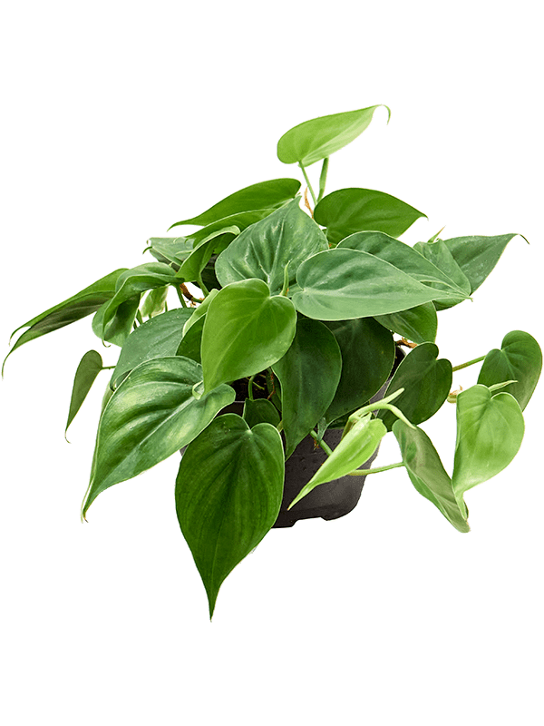 philodendron store Philodendron Scandens – Plant Store